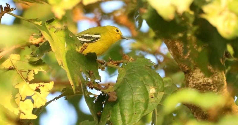 Common Iora - ML613458718