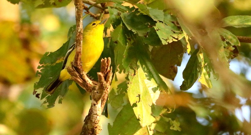 Common Iora - ML613458719