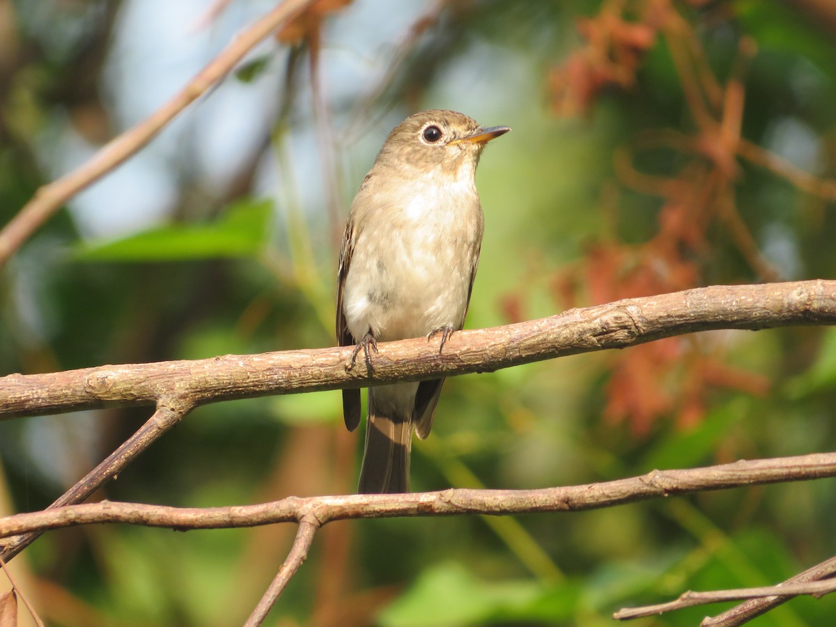 Asian Brown Flycatcher - ML613458723