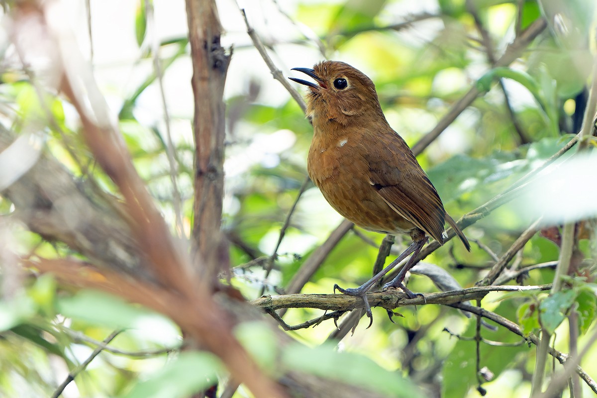 Panao Antpitta - ML613458739