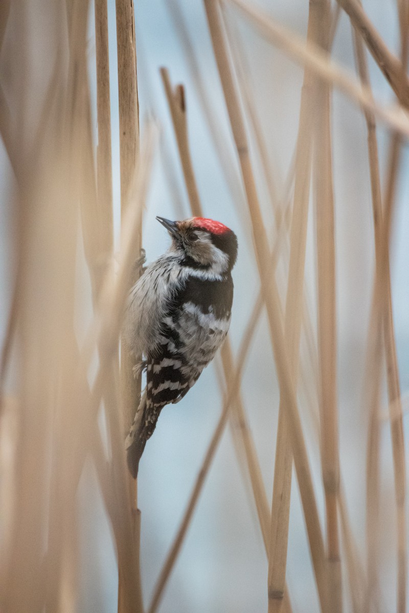 Lesser Spotted Woodpecker - Filip Reiter