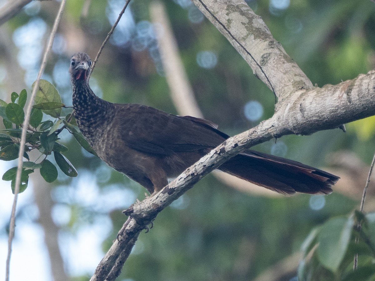 Speckled Chachalaca - ML613458830