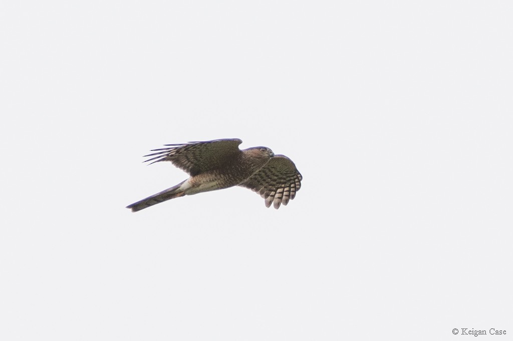 Sharp-shinned Hawk - ML613458850