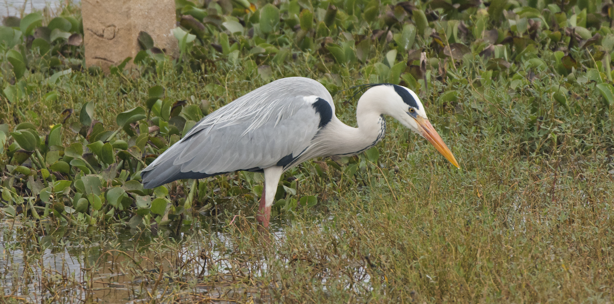 Gray Heron - ML613458872