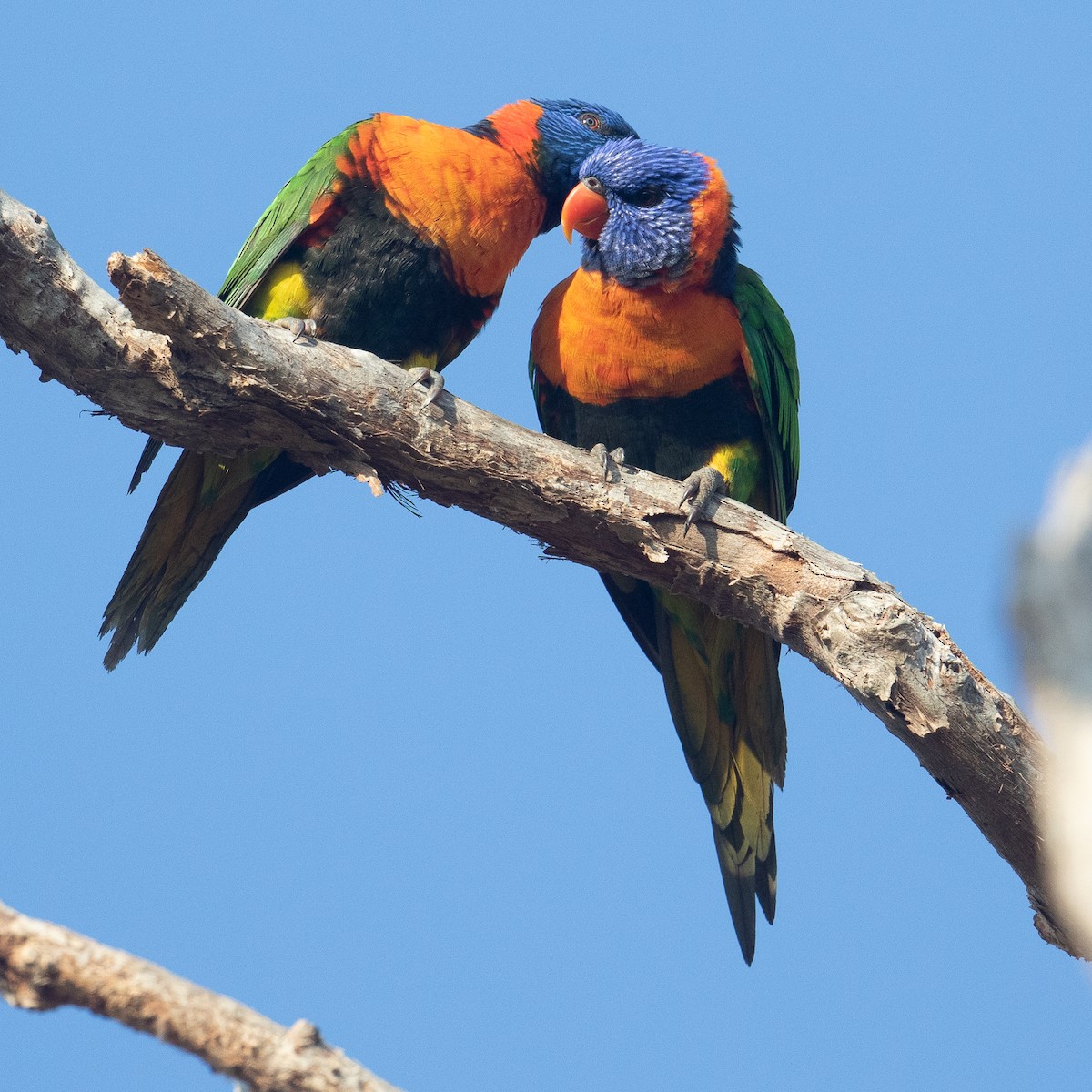 Red-collared Lorikeet - Werner Suter