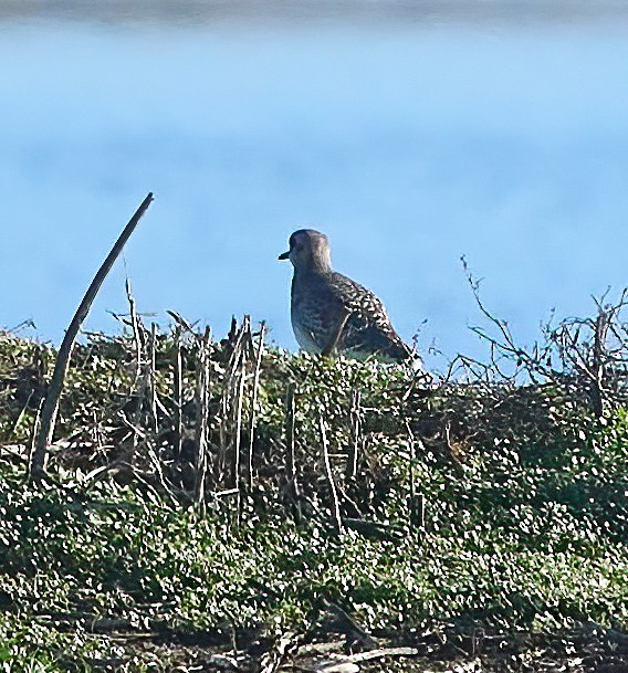 Black-bellied Plover - ML613458889