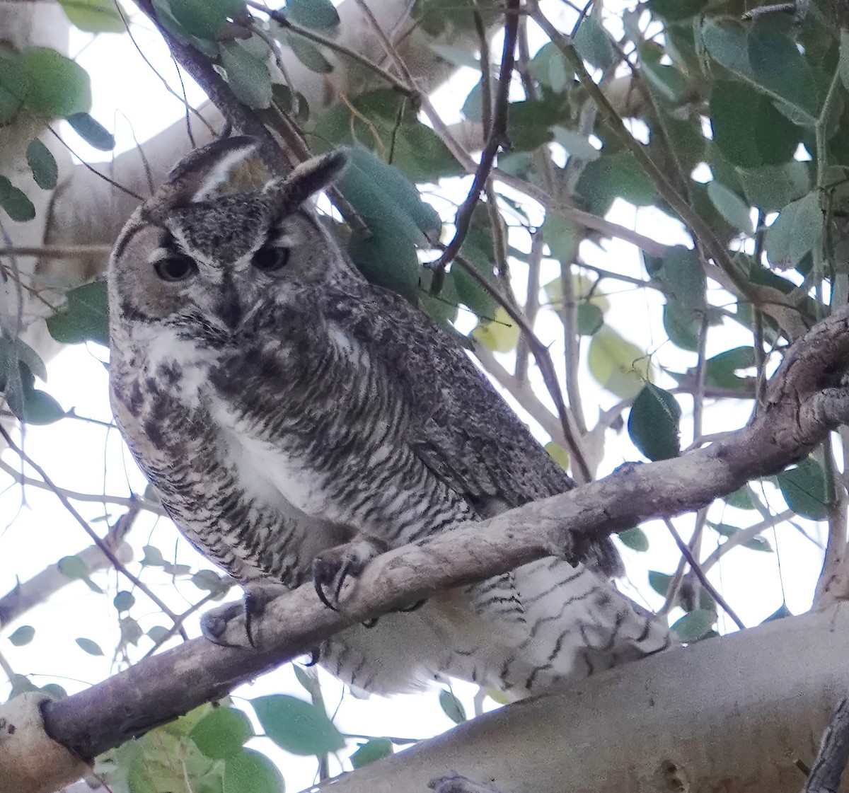 Great Horned Owl - Cat McGraw