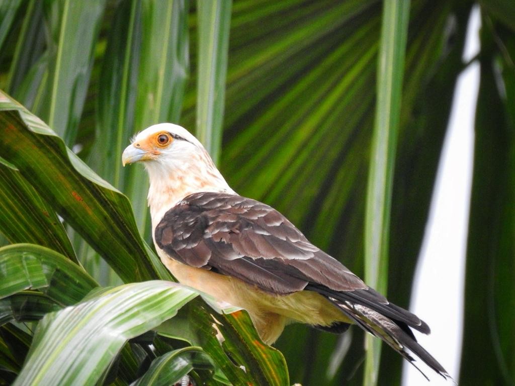 Yellow-headed Caracara - Andrea  Hinek