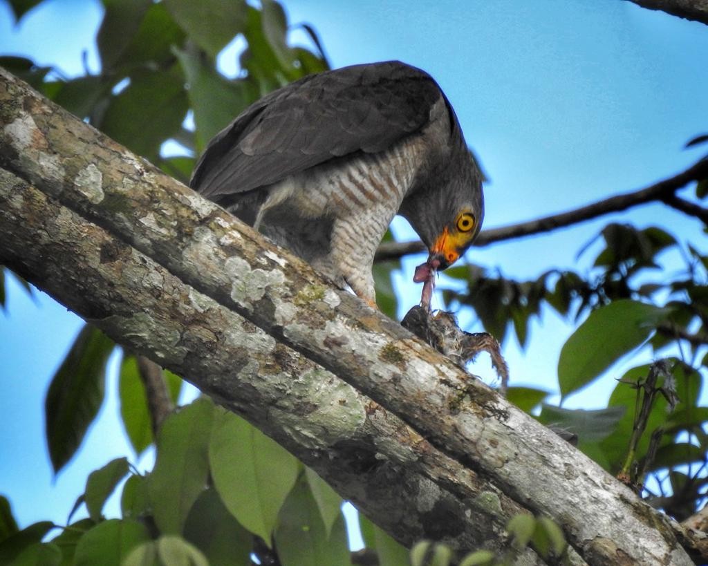 Roadside Hawk - ML613458970