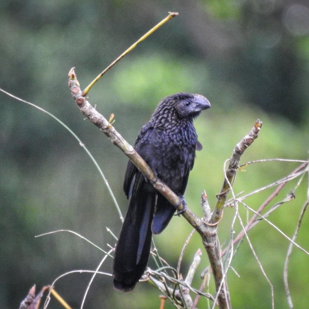 Smooth-billed Ani - ML613458987