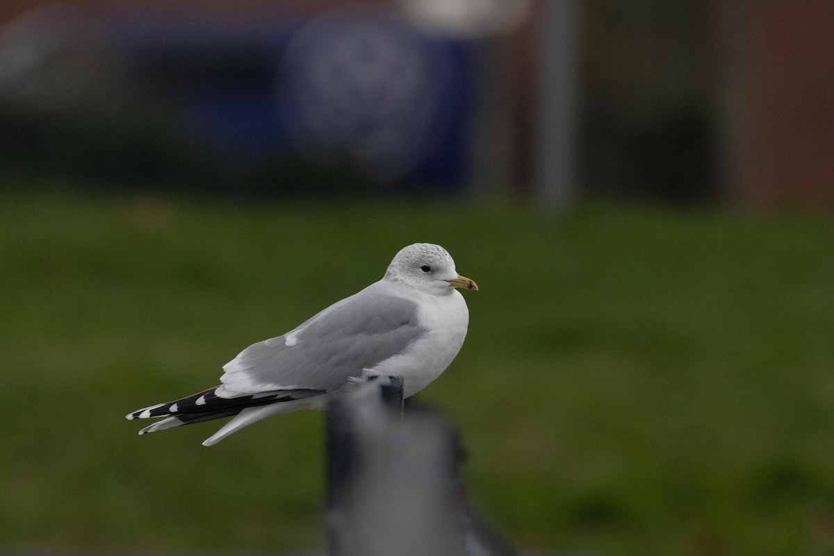 Common Gull - ML613458989