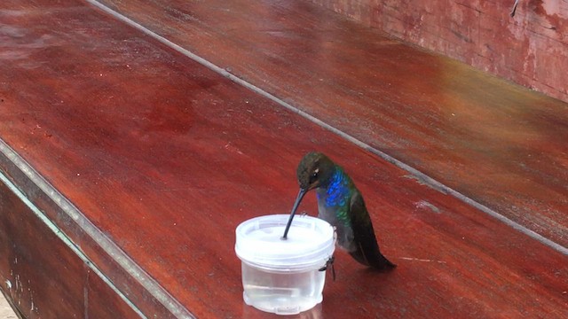 Colibrí de Bouguer Occidental - ML613458992