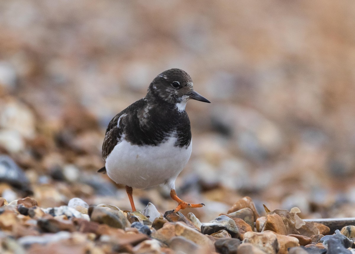 Ruddy Turnstone - ML613459050