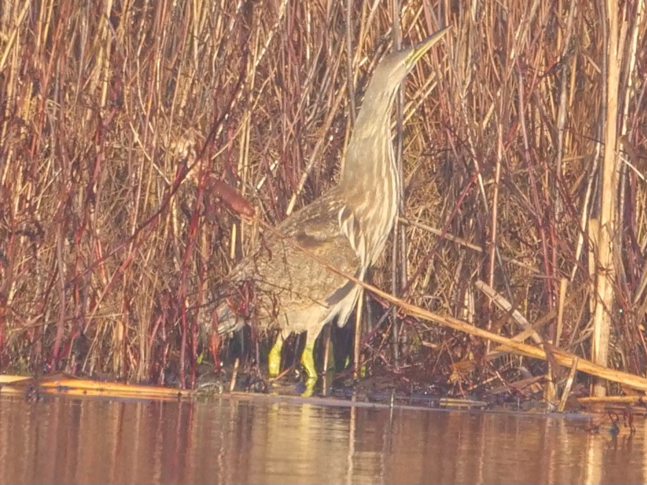 American Bittern - ML613459101