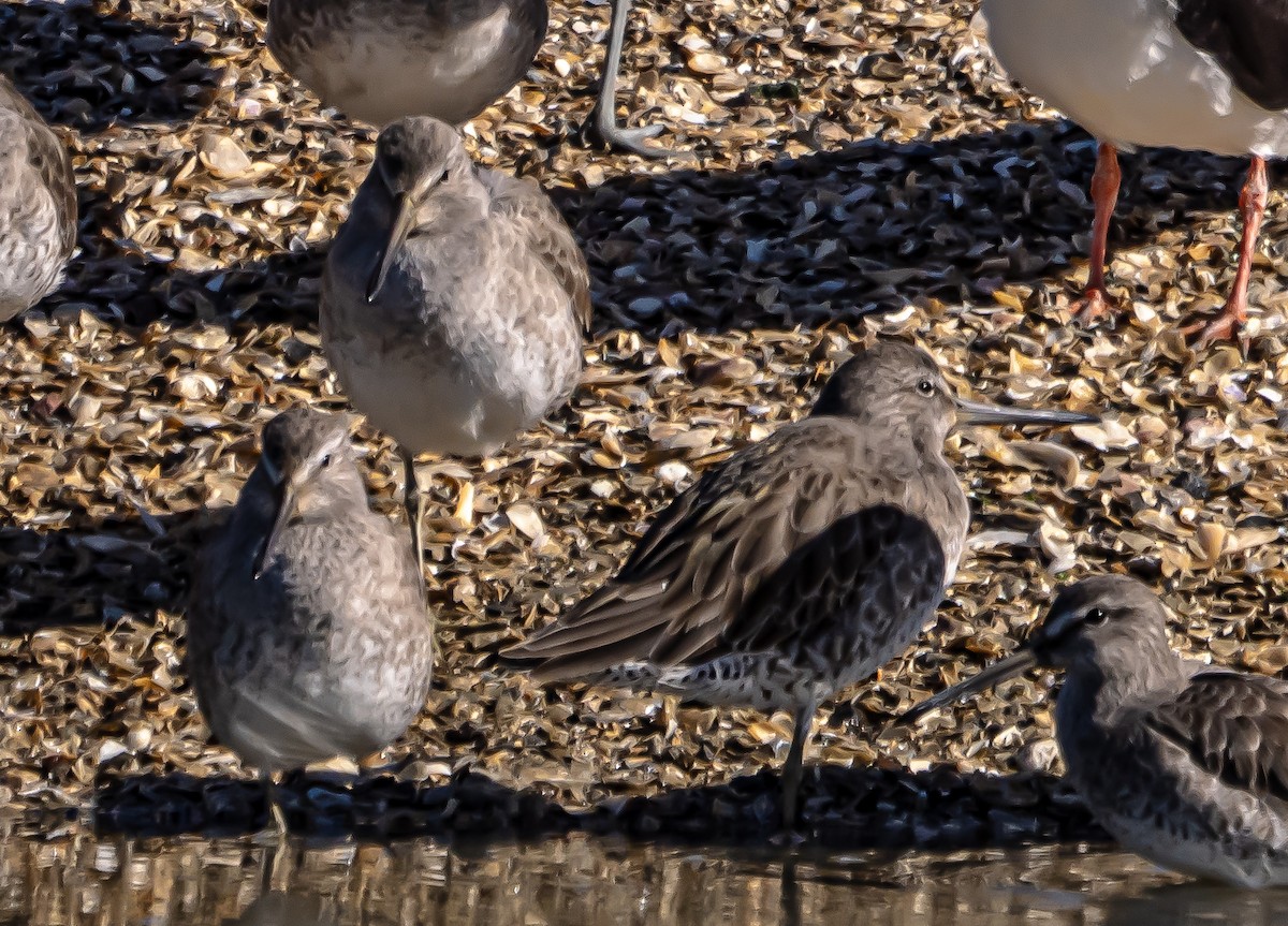 Long-billed Dowitcher - ML613459103
