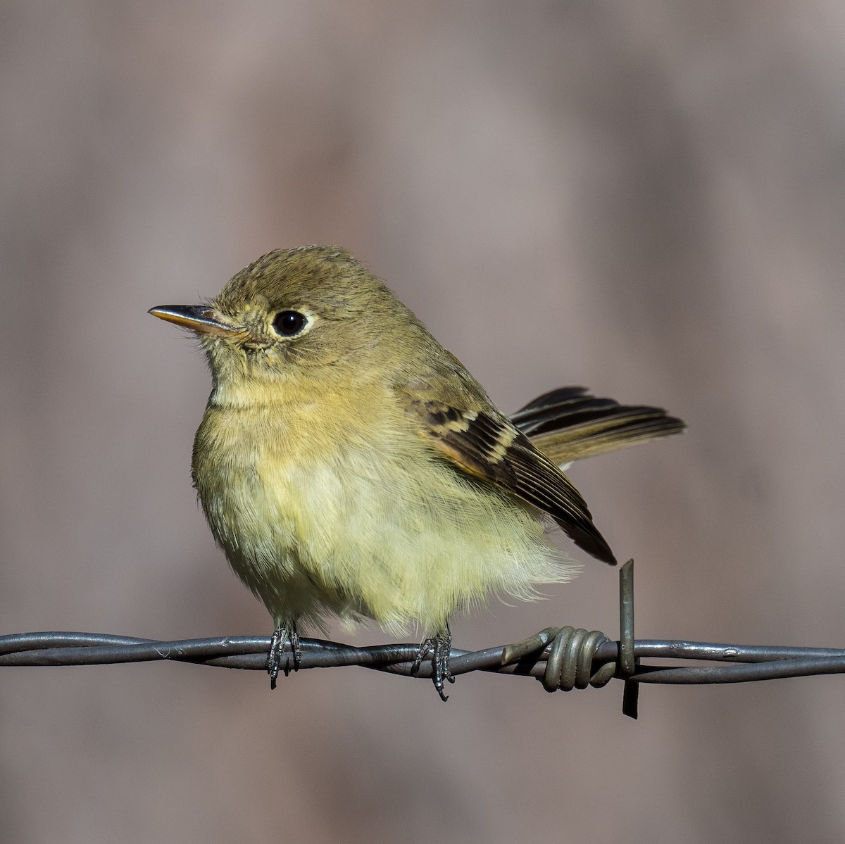 Western Flycatcher - ML613459117