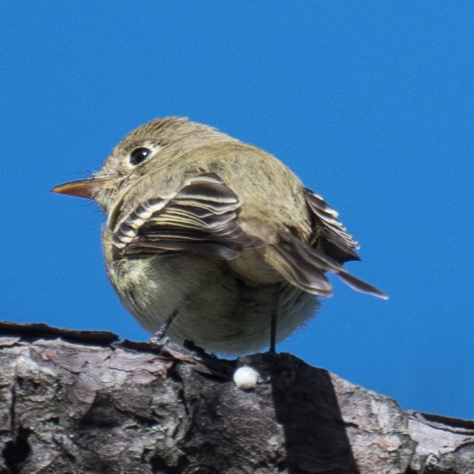 Western Flycatcher - ML613459126