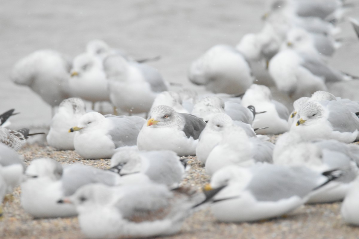 Lesser Black-backed Gull - ML613459134