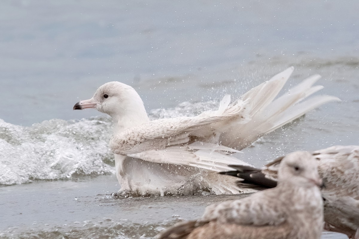 Glaucous Gull - Sue Barth