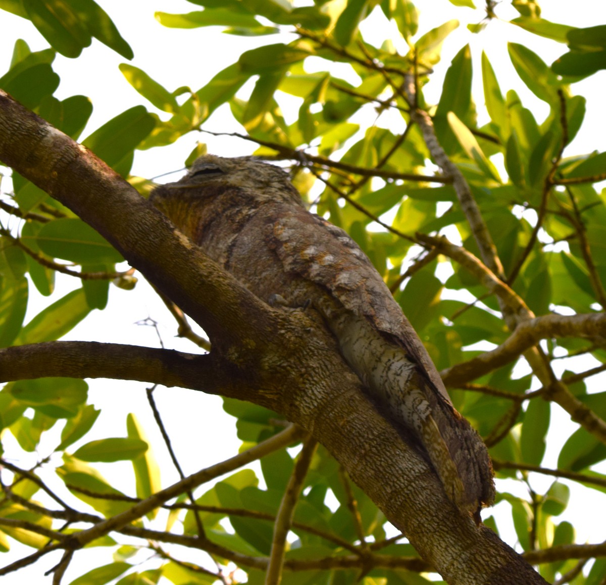 Great Potoo - David  Minoli