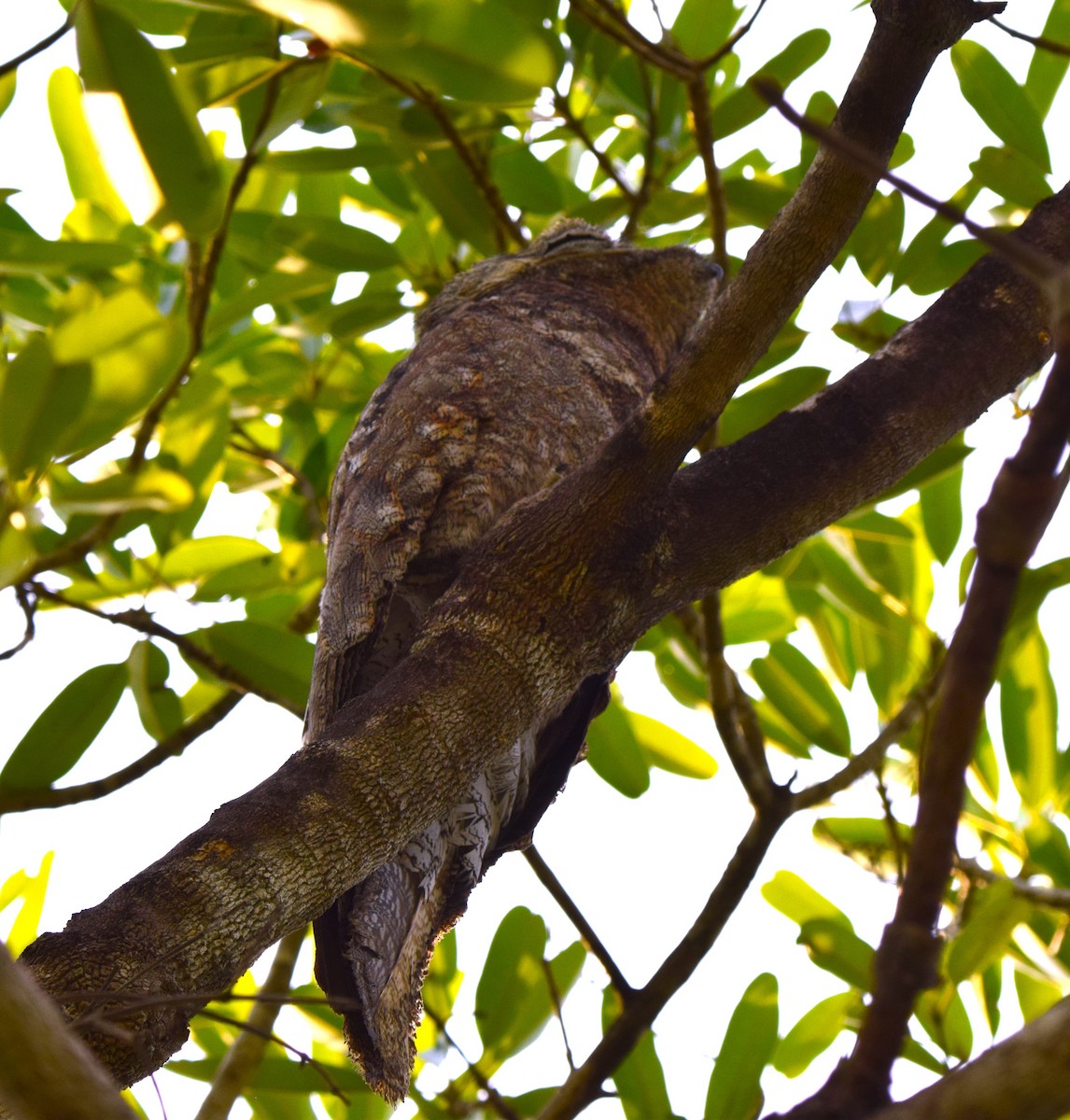 Great Potoo - ML613459186