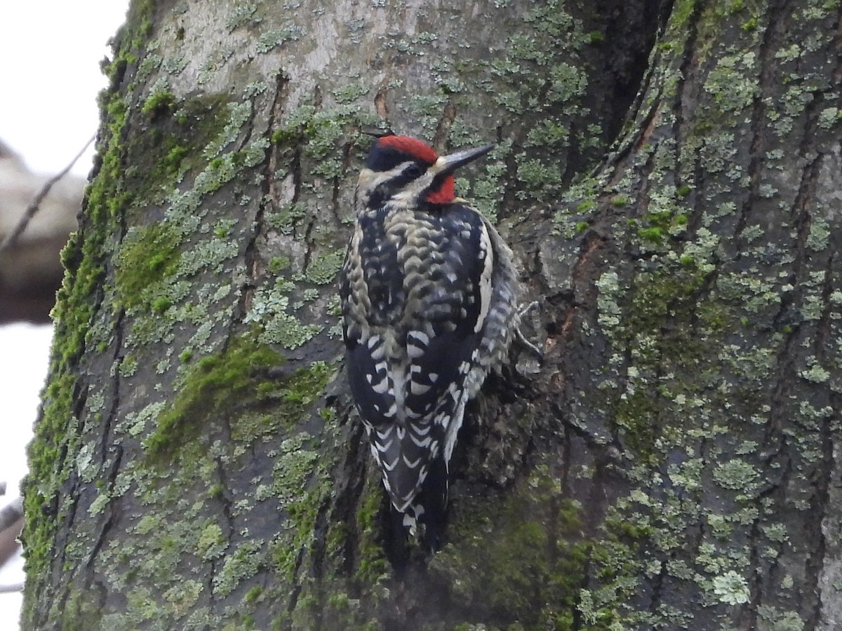 Yellow-bellied Sapsucker - ML613459195