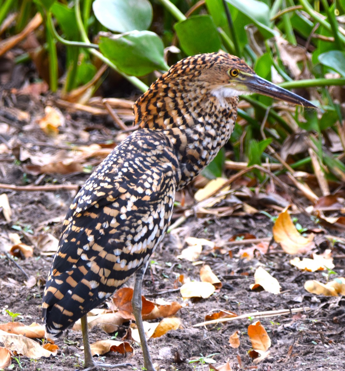 Rufescent Tiger-Heron - ML613459198