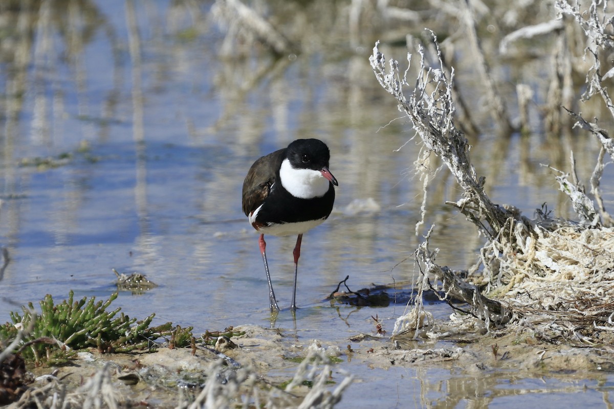 Red-kneed Dotterel - ML613459342