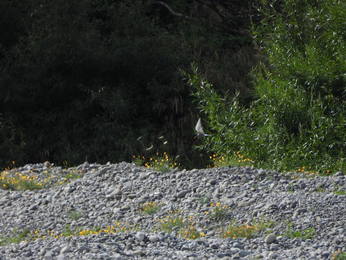 Крячок новозеландський - ML613459358