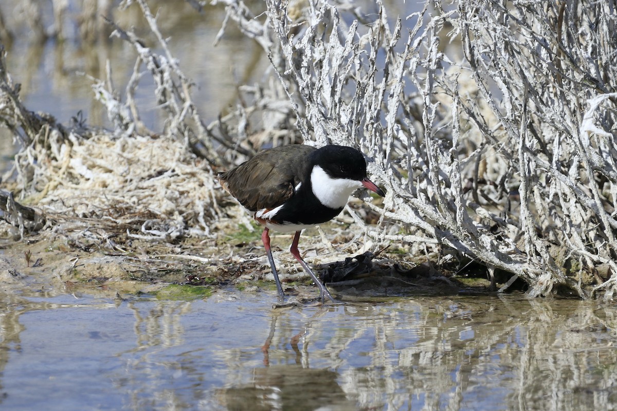 Red-kneed Dotterel - ML613459367