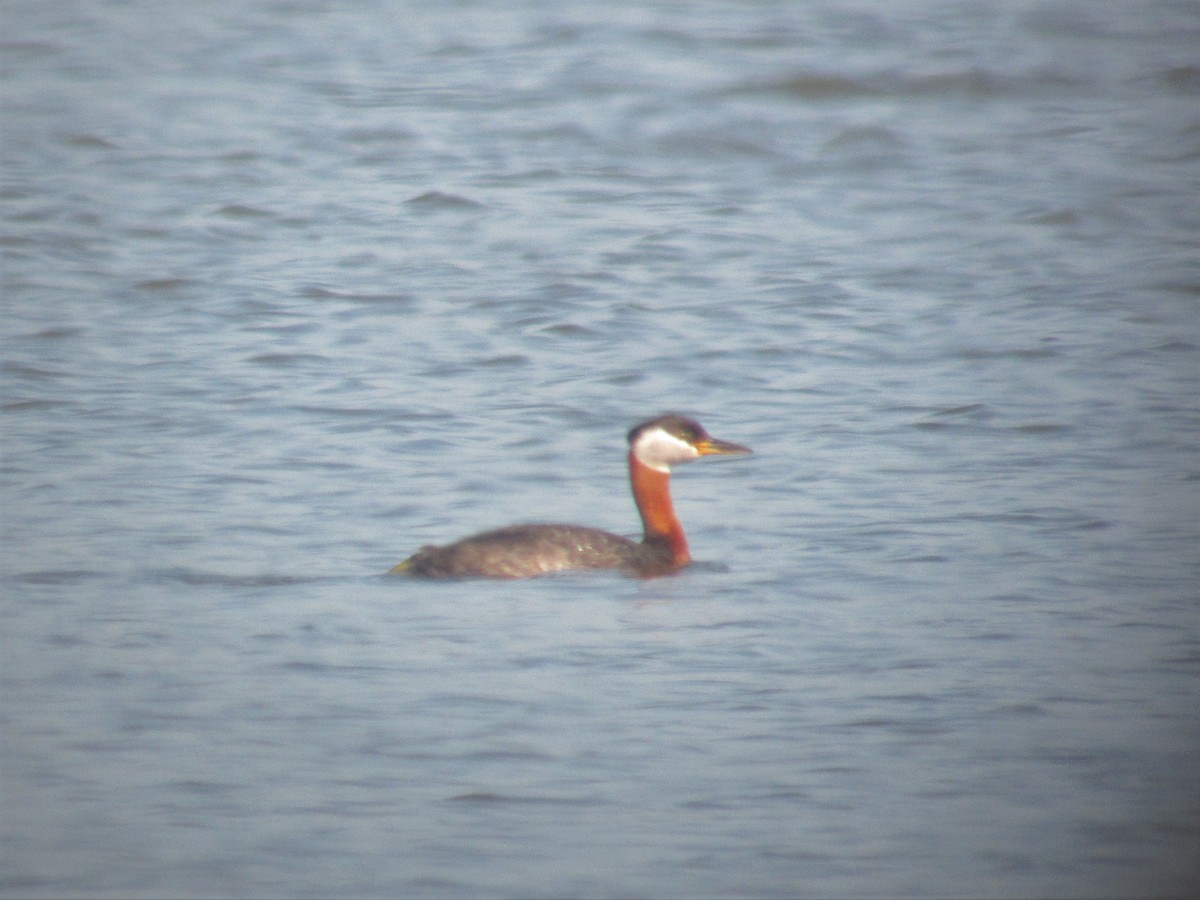 Red-necked Grebe - Gérard Cyr