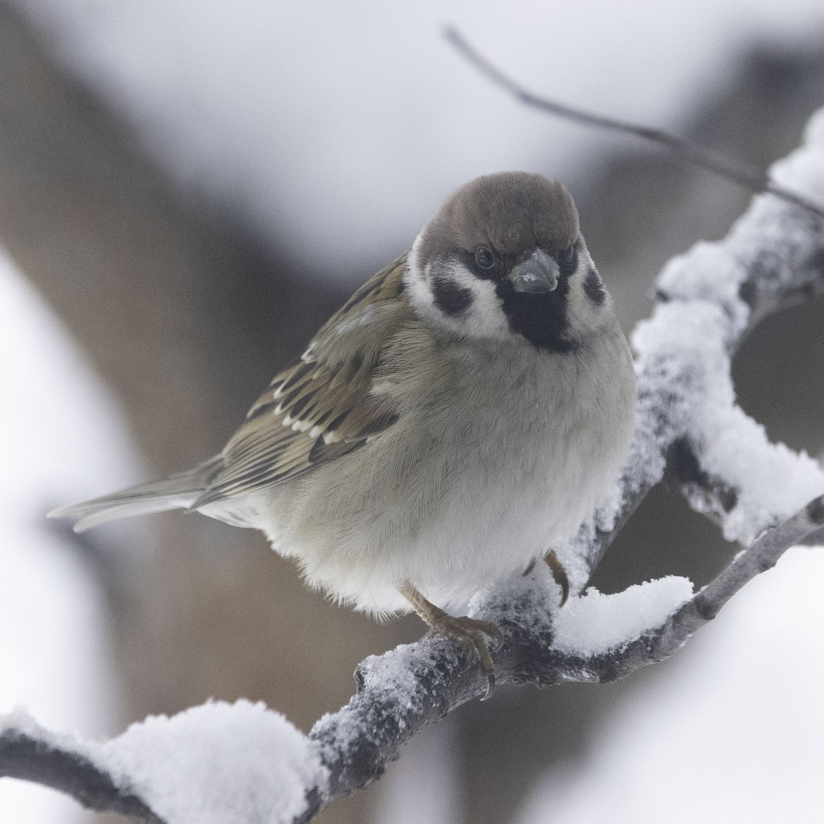 Eurasian Tree Sparrow - Diane Porter