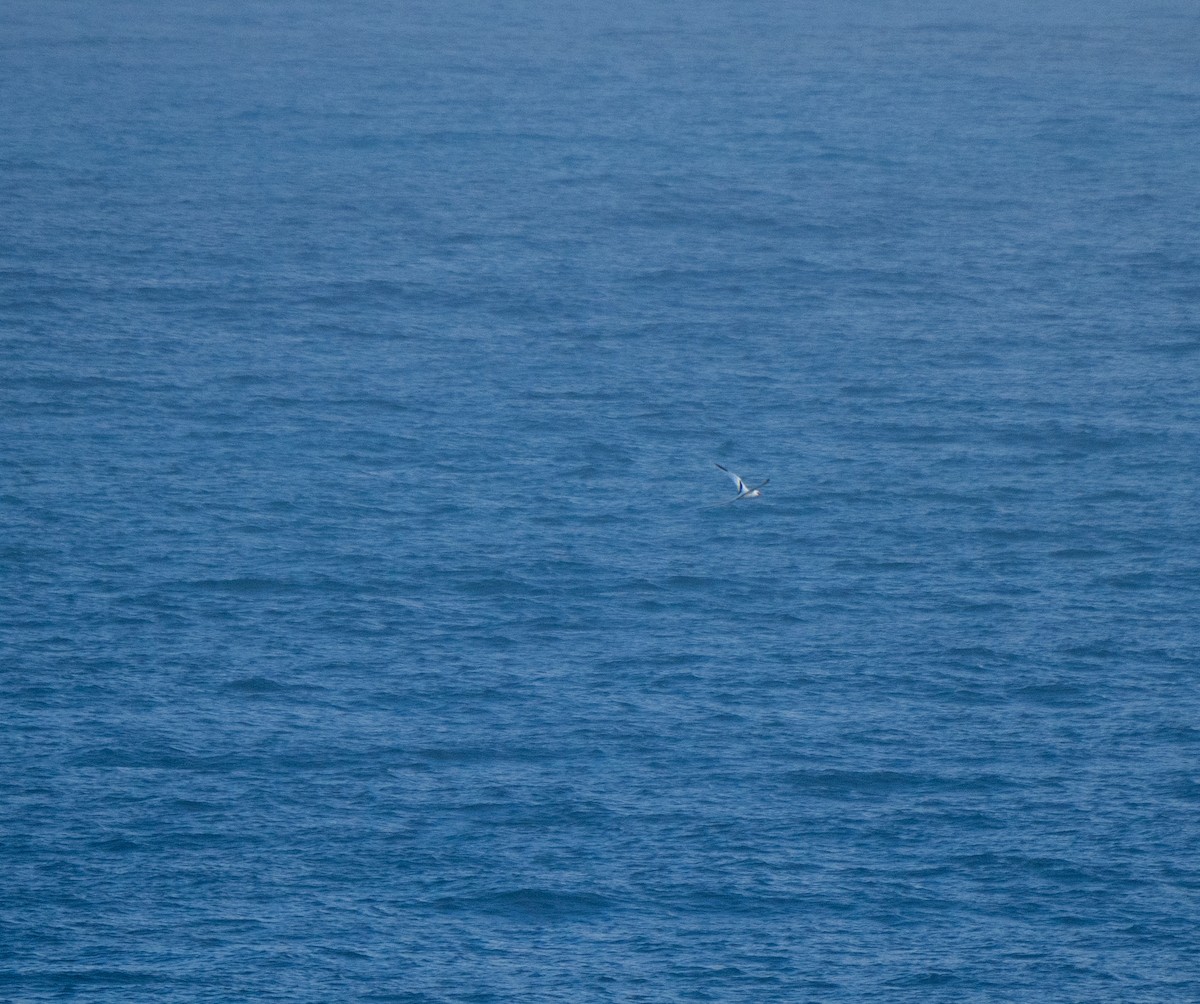 White-tailed Tropicbird - ML613459478