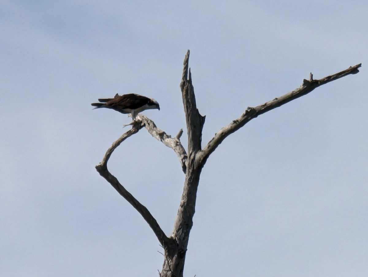 Osprey - ML613459494