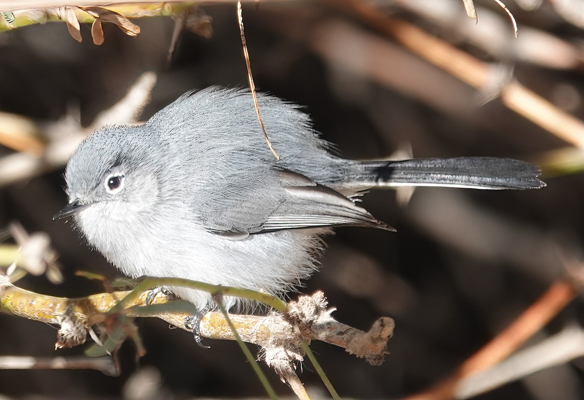 Black-tailed Gnatcatcher - ML613459506