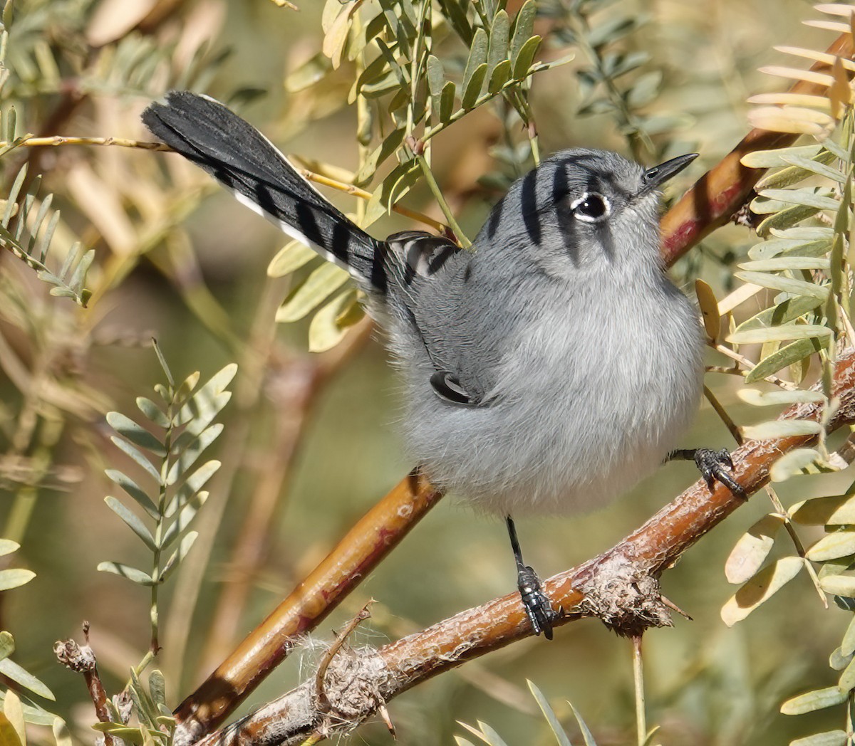 Black-tailed Gnatcatcher - ML613459508