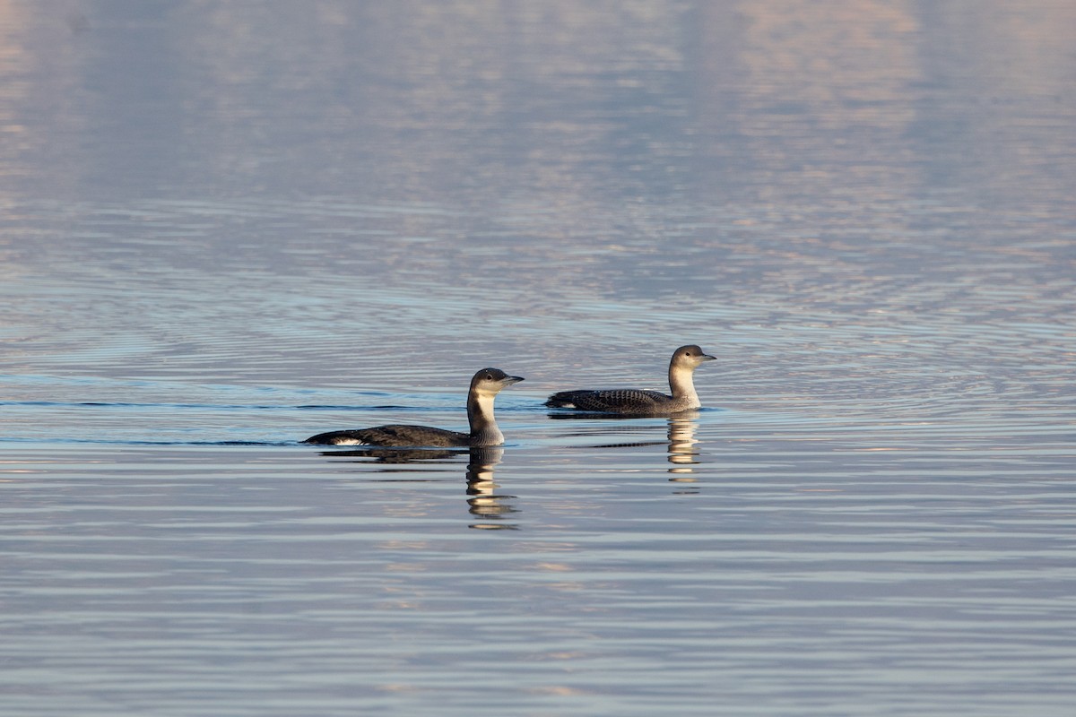 Arctic Loon - ML613459517