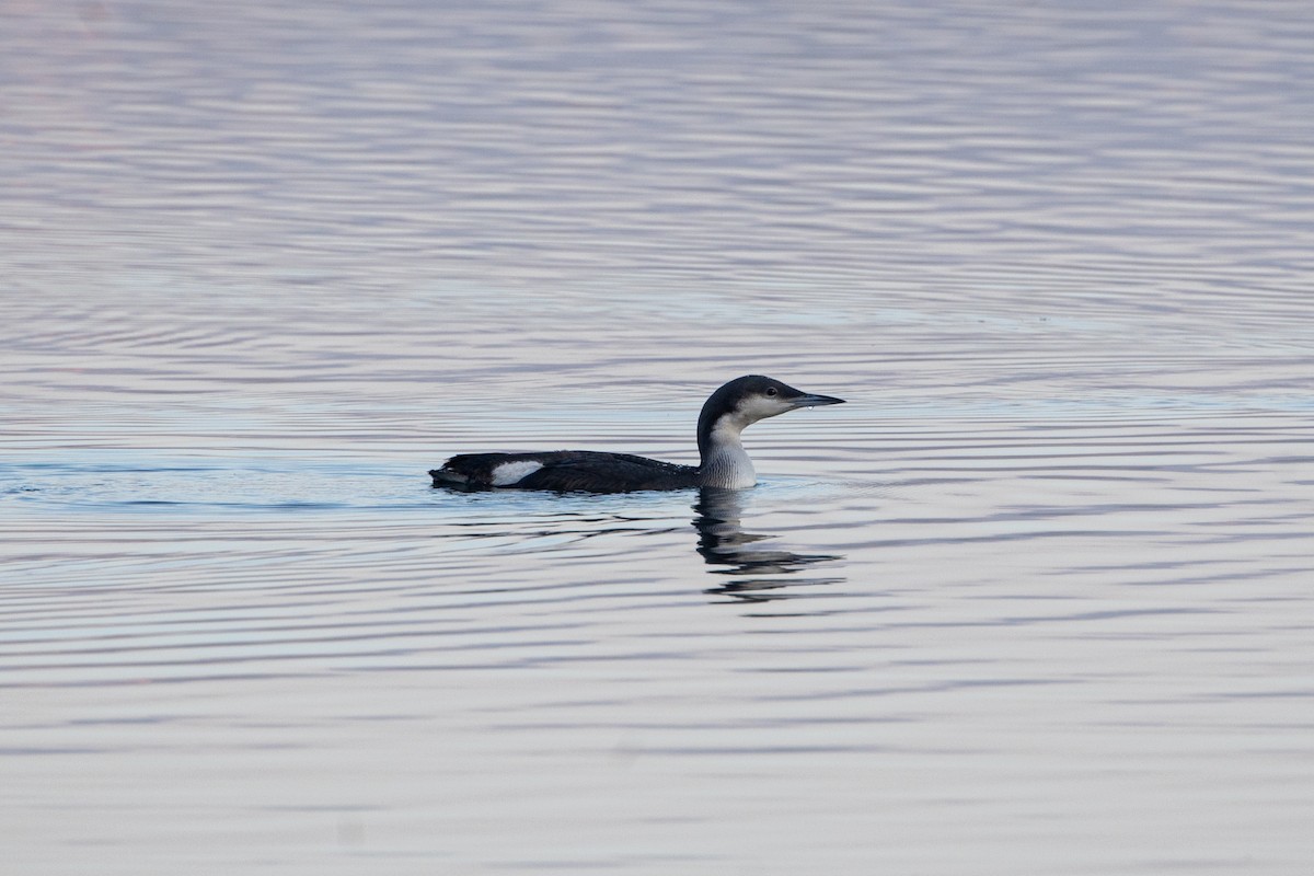 Arctic Loon - ML613459527