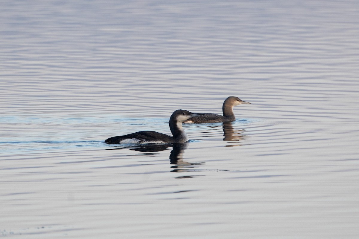 Arctic Loon - ML613459529