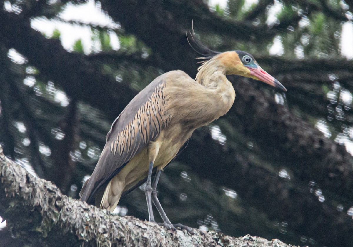 Whistling Heron - Lucas Gusso