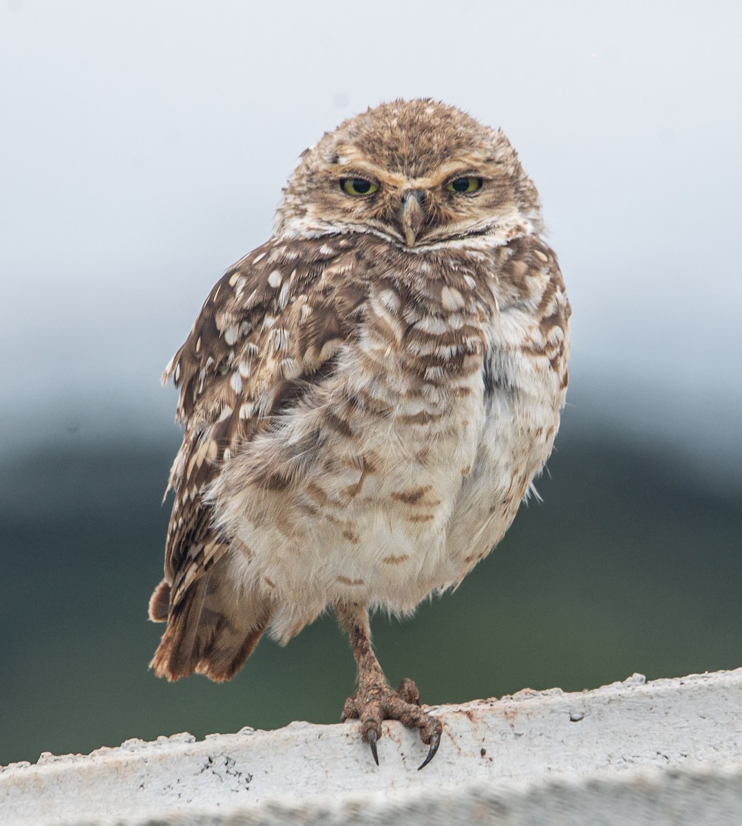 Burrowing Owl - Lucas Gusso