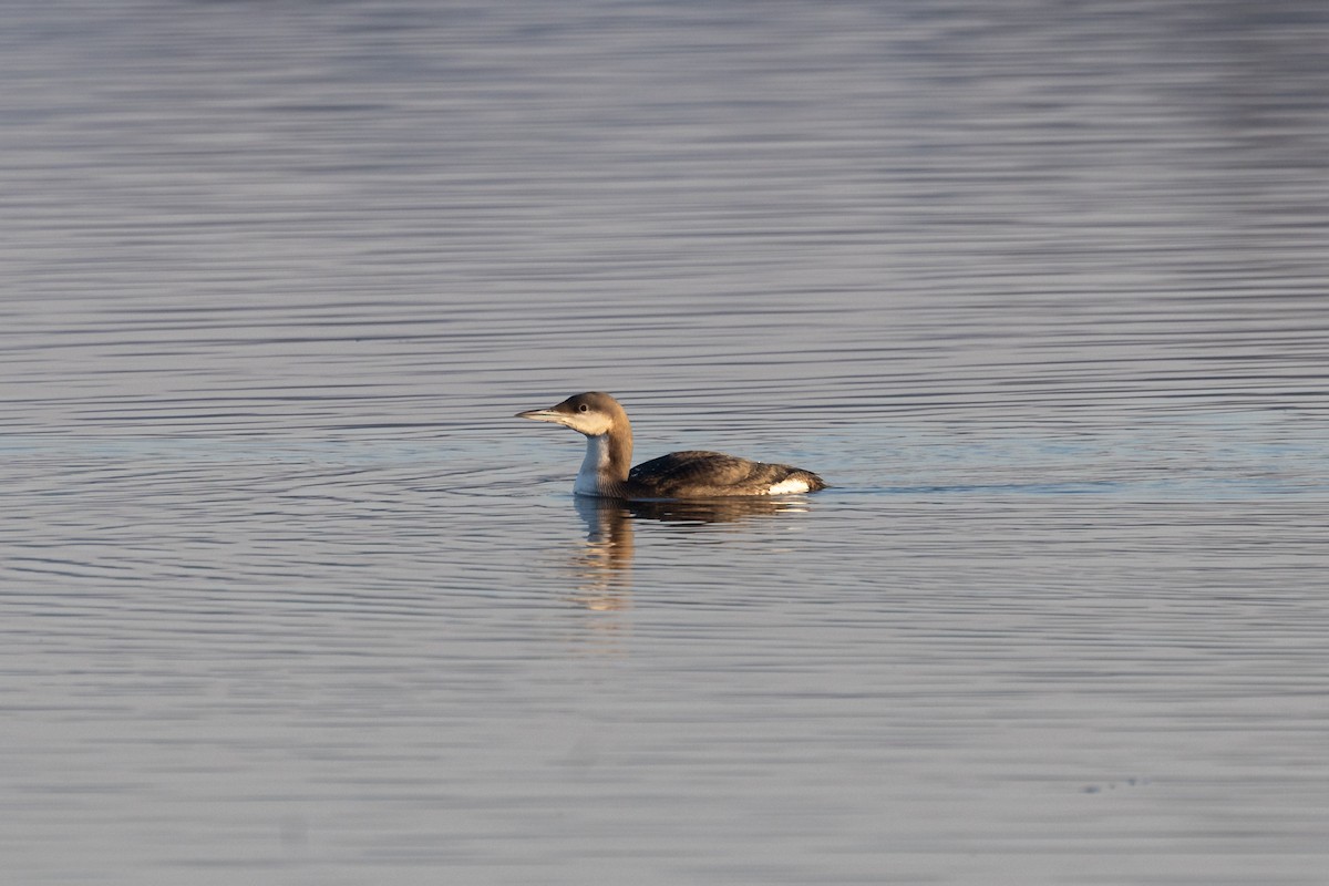 Arctic Loon - ML613459548