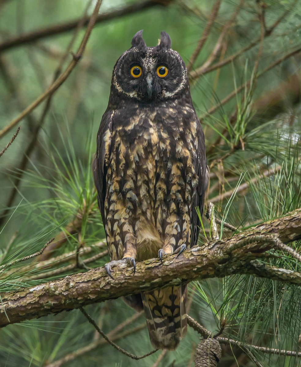 Hibou maître-bois - ML613459553