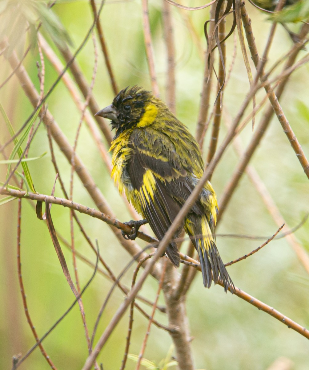 Hooded Siskin - ML613459569
