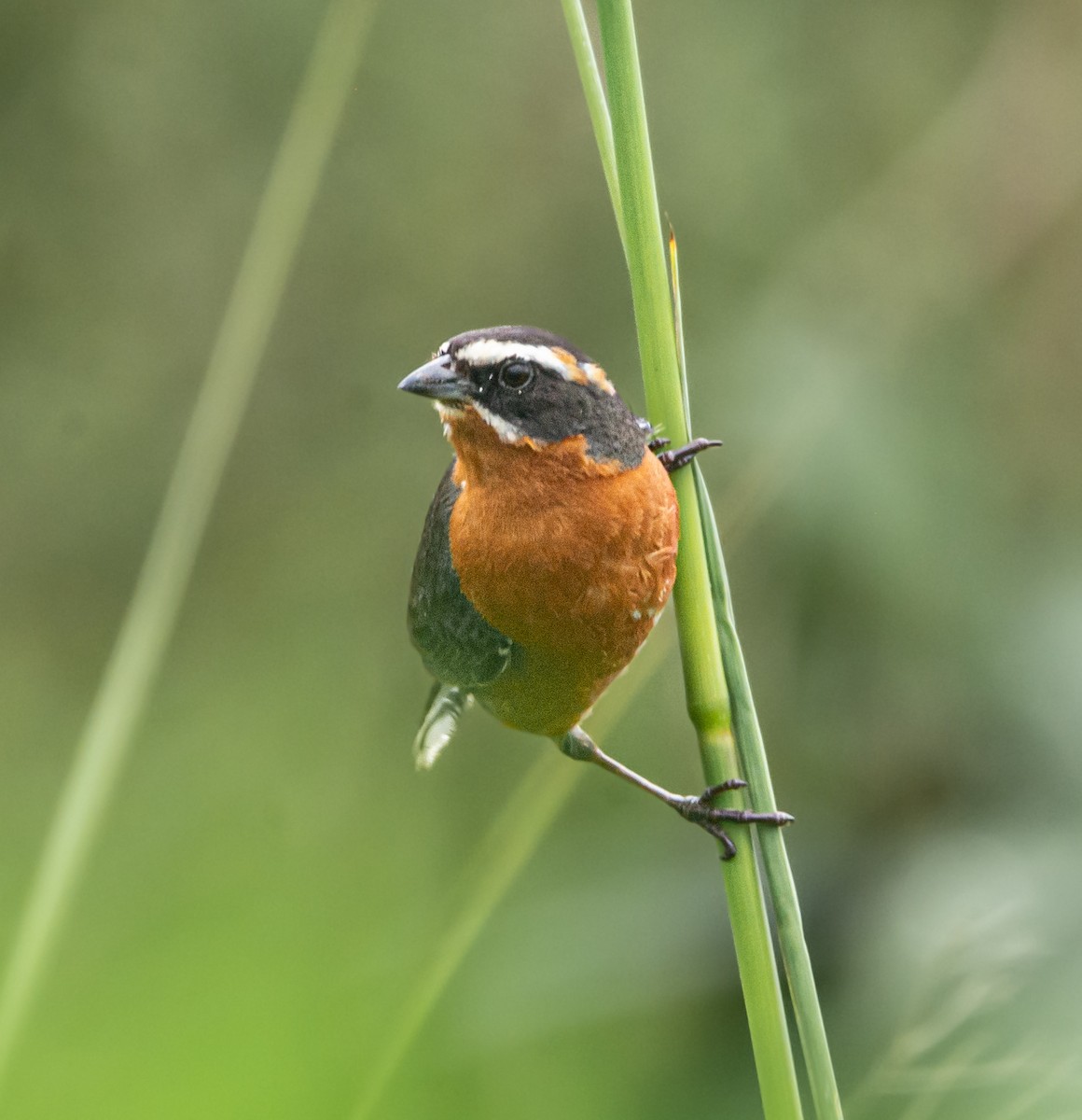 Black-and-rufous Warbling Finch - Lucas Gusso