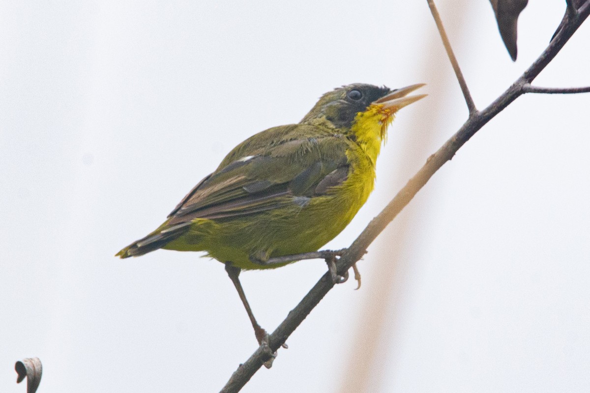 Southern Yellowthroat - Lucas Gusso