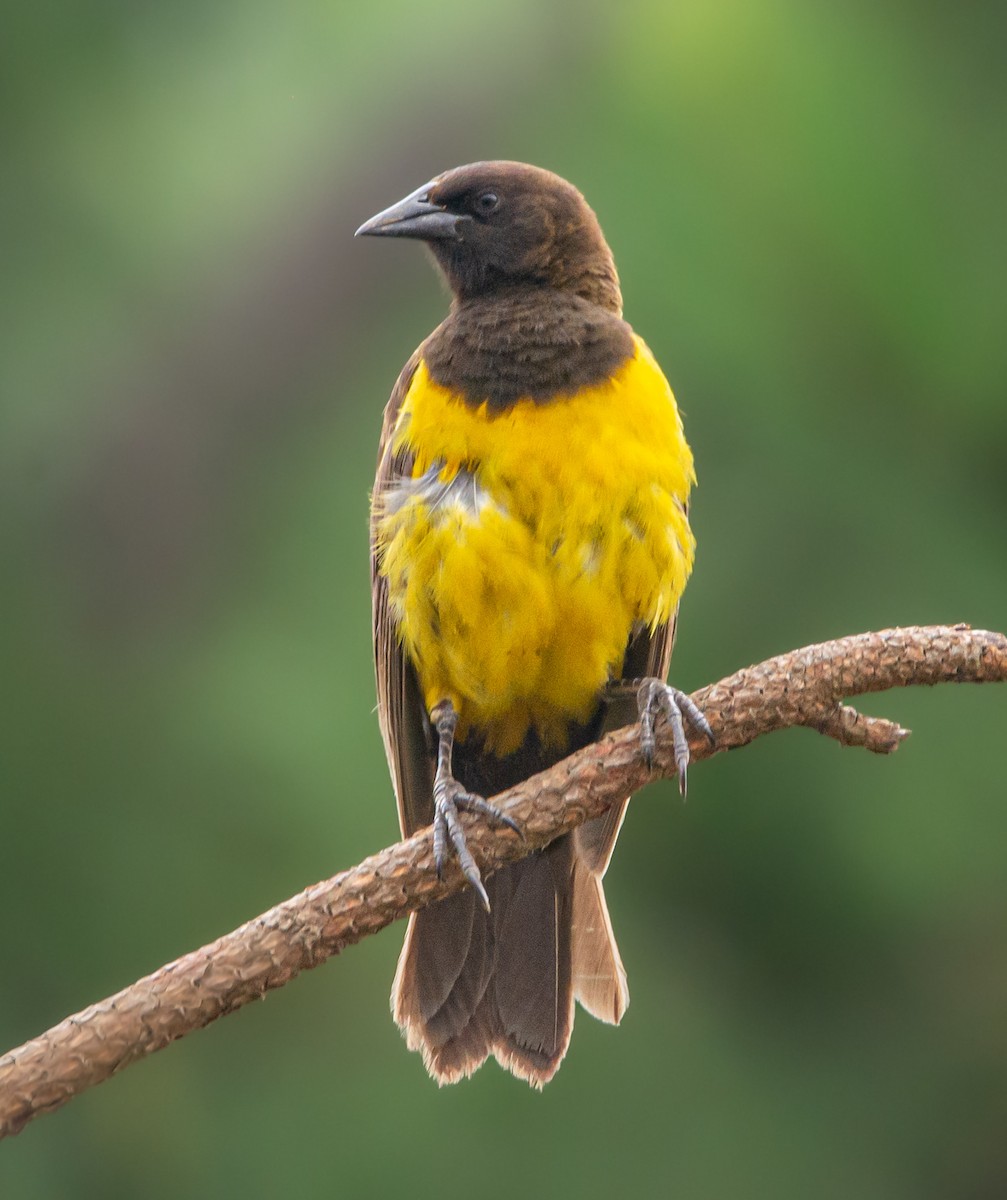 Yellow-rumped Marshbird - Lucas Gusso