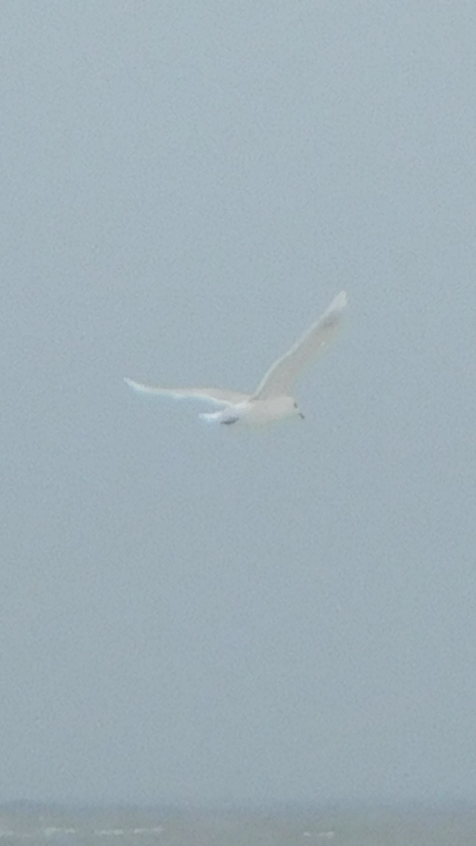 Larus sp. (white-winged gull sp.) - ML613459591