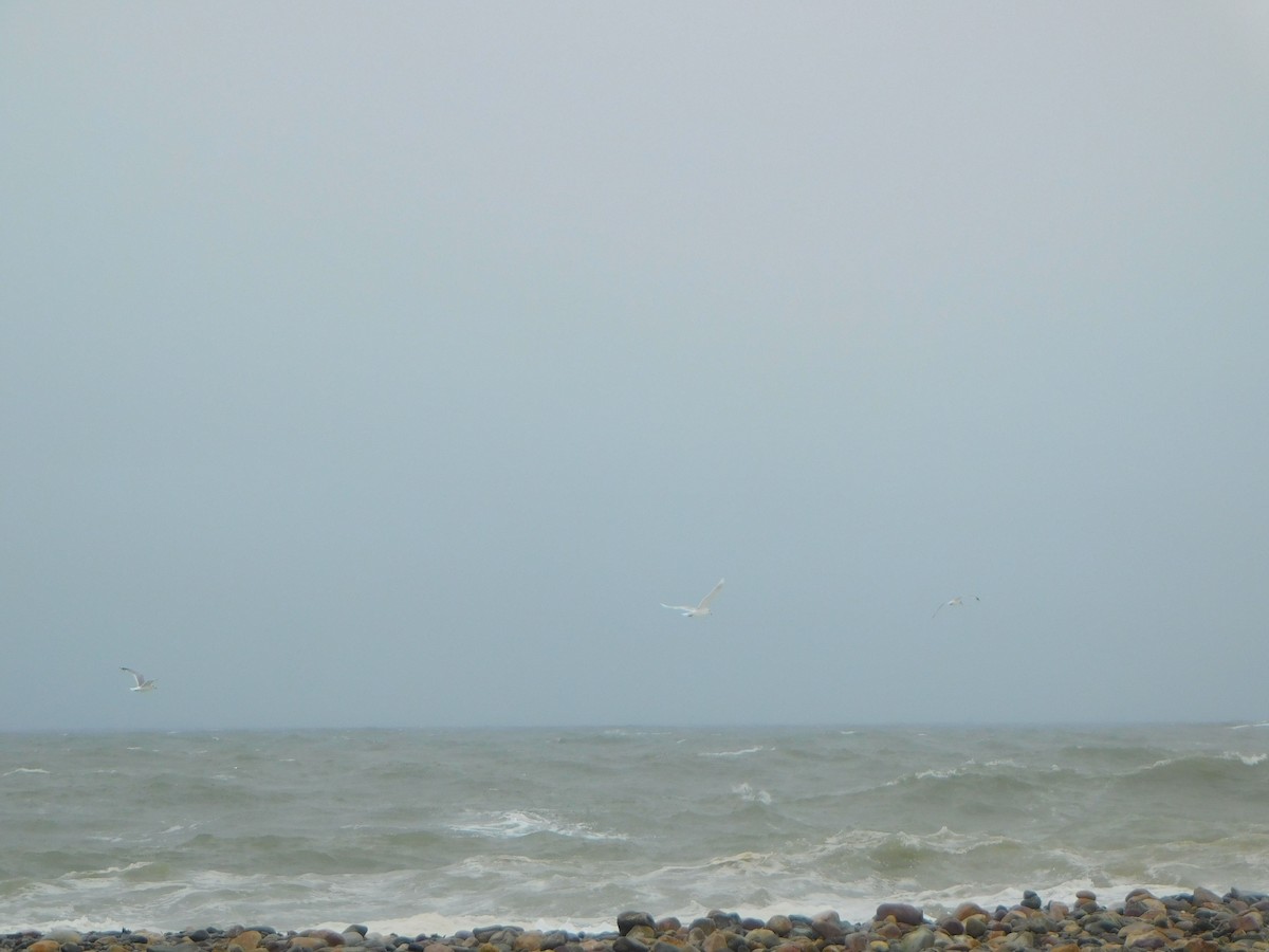 white-winged gull sp. - ML613459594