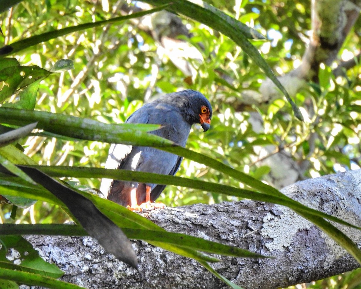 Slate-colored Hawk - ML613459640